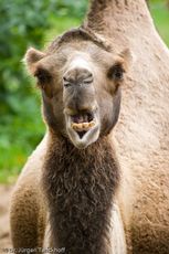 Kamel (41 von 108).jpg